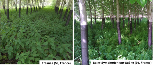 Phytomanagment and potential fibre production on contaminated land at two experimental sites in France (reproduced courtesy of Michel Chalot, Université Bourgogne Franche-Comté, France)