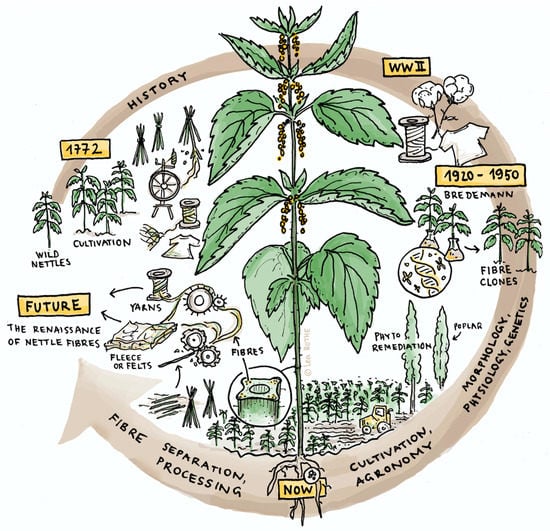 Graphical representation of historical advances in the development of nettle.